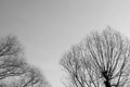 Bare tree branches against the sky on a cloudy day. Abstract natural background, black and white Royalty Free Stock Photo