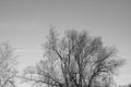 Bare tree branches against the sky on a cloudy day. Abstract natural background, black and white Royalty Free Stock Photo