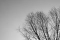Bare tree branches against the sky on a cloudy day. Abstract natural background, black and white Royalty Free Stock Photo