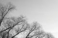 Bare tree branches against the sky on a cloudy day. Abstract natural background, black and white Royalty Free Stock Photo