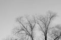 Bare tree branches against the sky on a cloudy day. Abstract natural background, black and white Royalty Free Stock Photo