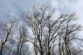 Bare tree branches against the sky Royalty Free Stock Photo