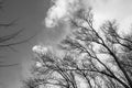Bare tree branches against the sky Royalty Free Stock Photo
