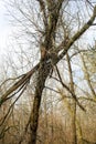 Bare tree branches against the sky Royalty Free Stock Photo