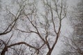 Bare tree with branches as reflection on water surface. Royalty Free Stock Photo