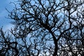 Bare tree branches Royalty Free Stock Photo