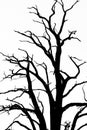 Bare Tree Branches Royalty Free Stock Photo