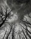 of bare tree branches in black and white in cloudy sky. Royalty Free Stock Photo