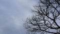 Bare tree branches on a blue sky background Royalty Free Stock Photo