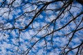 Bare Tree Branches With Blue Sky Cloud Puffs Royalty Free Stock Photo