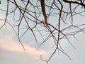 Bare tree branches with blue sky, clouds and moon background