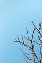 Bare tree branches with bright clear blue sky background. beautiful natural withered leafless twig woody plant shape