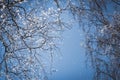 Bare tree branches covered with snow against blue sky Royalty Free Stock Photo