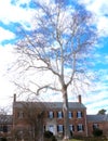 Bare Branches Against Mottled Winter Sky Royalty Free Stock Photo