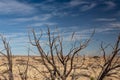 Bare tree branches before a dry plain, New Mexico desert, blue sky creative copy space
