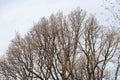 Bare tree branches on a dull blue gray spring sky background