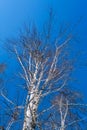 Bare tree branches in early spring against a sky