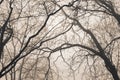 Bare tree branches Royalty Free Stock Photo