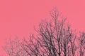 Bare tree branches in the forest against the backdrop of an unusual red sky. Abstract natural background