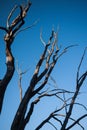 Bare tree branches Royalty Free Stock Photo
