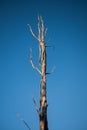 Bare tree branches Royalty Free Stock Photo