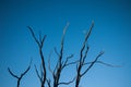Bare tree branches Royalty Free Stock Photo