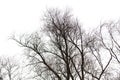 Bare tree branches isolated white background Royalty Free Stock Photo