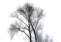 Bare tree branches isolated white background Royalty Free Stock Photo