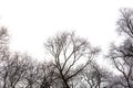 Bare tree branches isolated white background Royalty Free Stock Photo