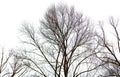 Bare tree branches isolated white background Royalty Free Stock Photo