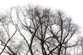 Bare tree branches isolated white background Royalty Free Stock Photo