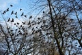 A group of birds flying, against blue sky. Royalty Free Stock Photo