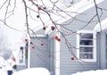 Bare tree branches with the last dry apples on the background of a cozy little house with candles in the window. Winter view in th