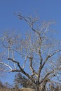 A Bare tree. Branches without leaves on blue sky Royalty Free Stock Photo