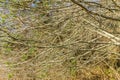 Dense Bare Branches 2 Royalty Free Stock Photo