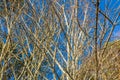 Dense Bare Branches Royalty Free Stock Photo