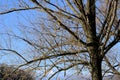 Bare tree branches with no leaves against a clear blue sky. Royalty Free Stock Photo