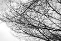 Bare tree branches on a pale white background - Image Royalty Free Stock Photo