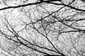 Bare tree branches on a pale white background - Image Royalty Free Stock Photo