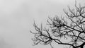 Bare tree branches on a pale white background Royalty Free Stock Photo