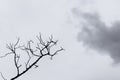 Bare tree branches on a pale white background Royalty Free Stock Photo