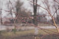 Bare tree branches with raindrops on blurry park background Royalty Free Stock Photo