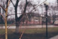 Bare tree branches with raindrops, reflection in drop Royalty Free Stock Photo