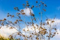 Bare Tree Branches Reaching Toward A Bright Blue Sky With Sparse Golden Leaves Royalty Free Stock Photo