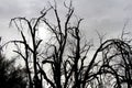 Bare tree branches rise to a cloudy sky in a wintry setting