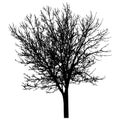 Bare tree with branches silhouette. Beautiful leafless tree. Vector illustration