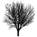 Bare tree with branches silhouette. Beautiful leafless tree. Vector illustration