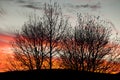 Bare tree branches silhouetted against a colorful orange sky Royalty Free Stock Photo