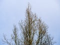 Bare tree branches with sparse leaves against the sky