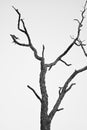 Bare tree branches in stark black and white against a plain background. Royalty Free Stock Photo